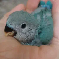 طوطی برزیلی