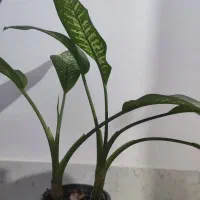 گل دیفن|گل و گیاه طبیعی|نیشابور, کوی یغما|دیوار