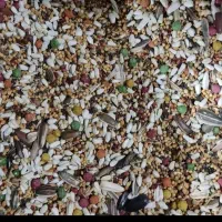 دان مخلوط پرنده