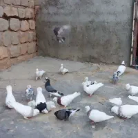 کبوتر|پرنده|ایوان, |دیوار