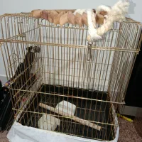 قفس پرنده لوکس با لوازم کامل  در حد نو