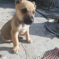 واگذاری توله سگ سرابی