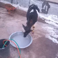 گوساله|حیوانات مزرعه|صوفیان, |دیوار