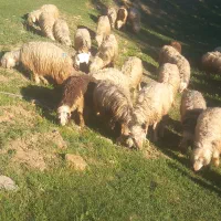 میش