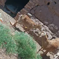 کره ماده|حیوانات مزرعه|رفسنجان, |دیوار