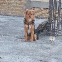 سگ پاکوتاه
