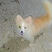 سگ باهوش اشپیز بامرین