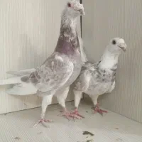 کفتر سار اوقون