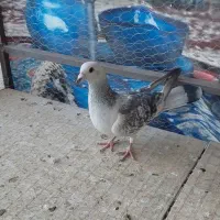 کبوتر|پرنده|بافق, |دیوار