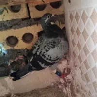 جفت|حیوانات|مشهد, پنجتن|دیوار