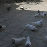 فروش سی عدد طوقی همه مدل دونه ای 500 هزار تومان|پرنده|استهبان, |دیوار