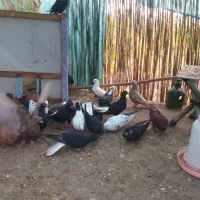 کفتر معاوضه با مرغ تخم گزار
