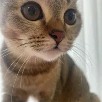 گربه بریتیش بلک گلدماده|گربه|تبریز, |دیوار