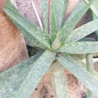 فروش گیاه آلوئه ورا توافقی به قیمت مناسب|گل و گیاه طبیعی|قم, زنبیل آباد|دیوار