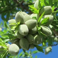 نهالستان ارقام اقتصادی میوه وگردو های پربار پالیز|خدمات باغبانی و درختکاری|سرخه, |دیوار