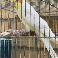 عروس هلندی ماده|پرنده|گلپایگان, |دیوار