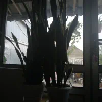 گلهای سانسوریا طلایی|گل و گیاه طبیعی|چوبر, |دیوار