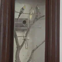 عروس هلندی با جای ویترین