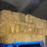 پرس گلزا گندم