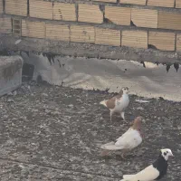 کبوتر|پرنده|شیراز, سهل‌آباد|دیوار