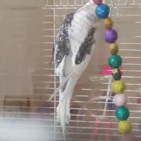 نرو دوکت عروس|پرنده|قم, شهرک امام حسن|دیوار