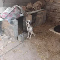 توله پویینتر انگلیس|سگ|مینودشت, |دیوار