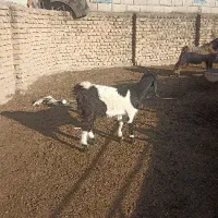 بزغاله ماده ،جنس دار مخصوص داشتی|حیوانات مزرعه|آق قلا, |دیوار