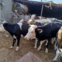 گوساله پرواری جهت انواع مراسمات و قصابی