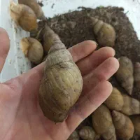 حلزون آلبینو