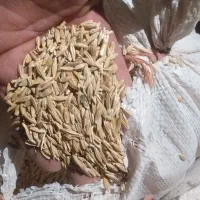 جو دیمی برای کشت و دام|لوازم جانبی حیوانات|بهار, |دیوار