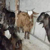 بی نژدی دونه 5|حیوانات مزرعه|دورود, |دیوار