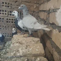 کبوتر المان