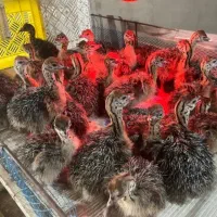 جوجه شتر مرغ هچری