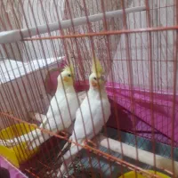 عروس هلندی مولد لوتینو۳۳۰۰