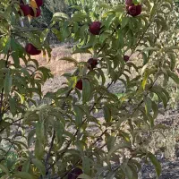 باغ|فروش خانه و ویلا|مرودشت, رودبال|دیوار