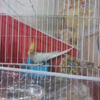 عروس سفید لوتیتو تربیت شده