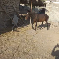 اسب نریان دو ساله|اسب و تجهیزات اسب‌سواری|جره و بالاده, |دیوار