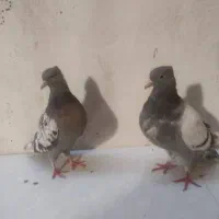 کبوتر|پرنده|قرچک, زیبا شهر|دیوار