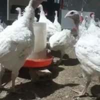 بیوتی ۲.۵تا ۳کیلو بوقلمون