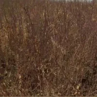 فروش انواع نهال اصلاح شده بادام پیوندی وگردو|خدمات باغبانی و درختکاری|زاینده رود, |دیوار