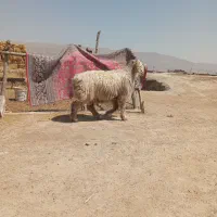 بره کوهه ترکی یک ساله و نیم|حیوانات مزرعه|مرودشت, مسکن مهرگان|دیوار