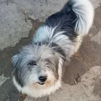 سگ پشمالو معاوضه