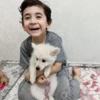 اشپیز پامر روباهی