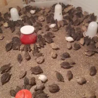 فروش فوری بلدرچین