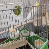 عروس هلندی لوتینو|پرنده|سقز, |دیوار