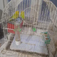 فروش مرغ عشق های زیبا