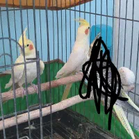 عروس هلندی معاوضه