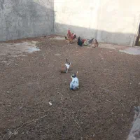 خرگوش فروشی|موش و خرگوش|فردوس (خراسان), |دیوار