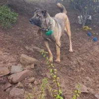 سلام . فروش یا معاوضه ماده مناسب گله|سگ|دیلمان, |دیوار