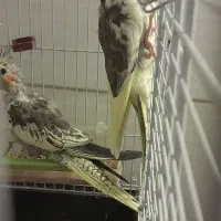 عروس هلندی|پرنده|یزد, |دیوار